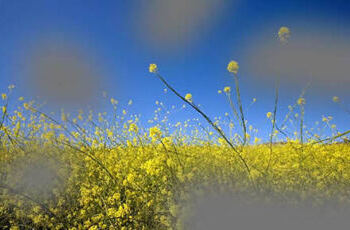 Was ist ein Glaukom (Grüner Star)?